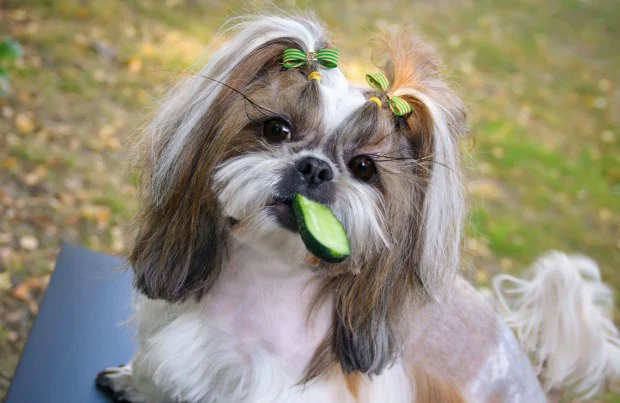 can dogs have cucumbers