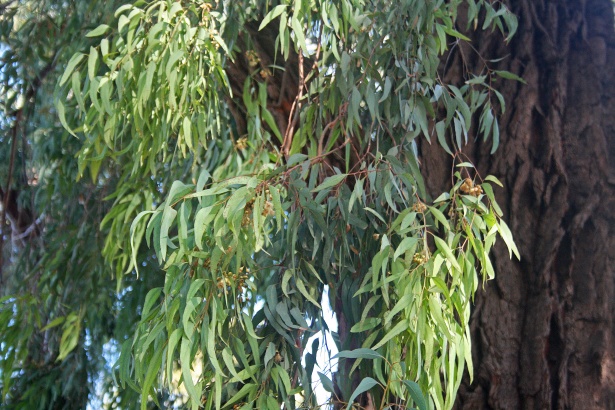 Eucalyptus Leaves in Shower